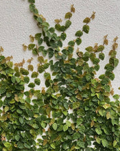 Load image into Gallery viewer, Ficus Pumila 'creeping Fig'
