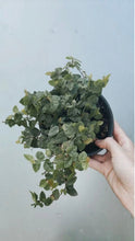 Load image into Gallery viewer, Ficus Pumila 'creeping Fig'
