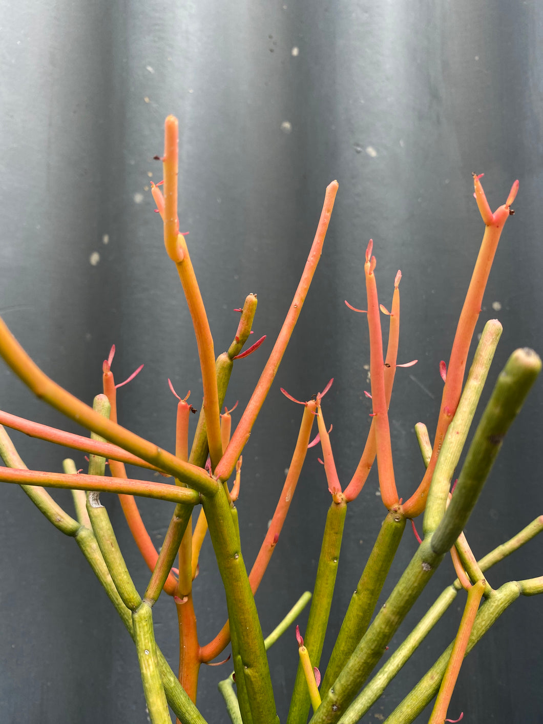 Euphorbia 'fire Sticks'