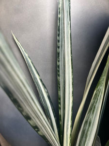 bantels sensation snake plant Sansevieria 'bantel's Sensation' 200mm