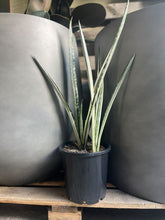 Load image into Gallery viewer, Sansevieria &#39;bantel&#39;s Sensation&#39; 200mm

