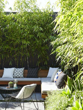 Load image into Gallery viewer, Bamboo Gracilis
