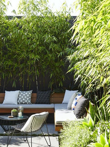 Bamboo Gracilis