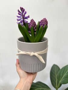 Hyacinth 130mm
