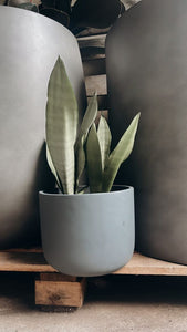 Sansevieria 'moonshine' 150mm