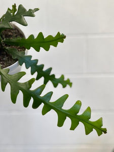 Selenicereus Anthonyanus 'ric Rac Cactus' 160mm