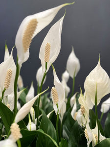 Spathphyllum 'peace Lilly'
