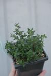 Load image into Gallery viewer, Thyme
