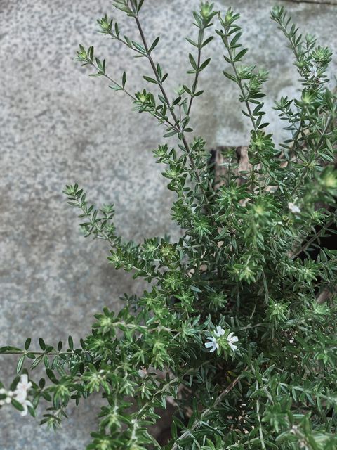 Westringa Fruticosa