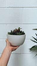 Load image into Gallery viewer, Succulent Garden Ceramic Cylinder 180mm
