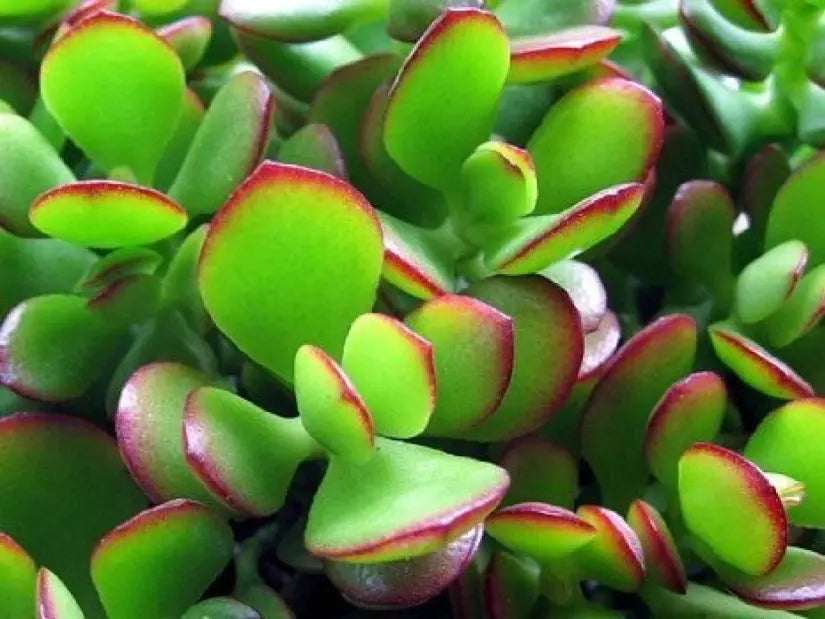 botany bay jade plant Crassula 'botany Bay'