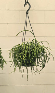 Rhipsalis Teres