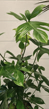 Load image into Gallery viewer, Philodendron Laciniatum Totem 200mm
