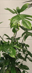Philodendron Laciniatum Totem 200mm