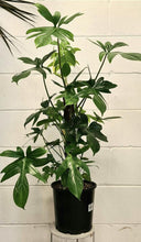 Load image into Gallery viewer, Philodendron Laciniatum Totem 200mm
