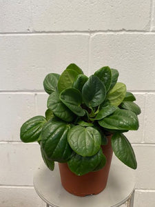 Peperomia Rana Verde