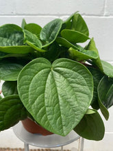 Load image into Gallery viewer, Peperomia Rana Verde
