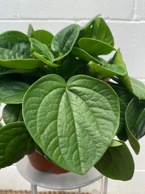 Peperomia Rana Verde