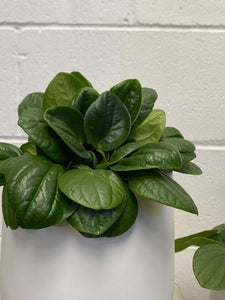 Peperomia Rana Verde