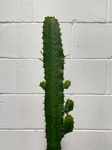 Euphorbia Eritrea 240mm