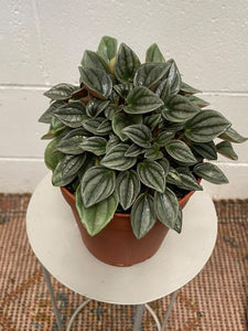 Peperomia Napoli Nights 120mm
