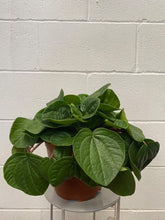 Load image into Gallery viewer, Peperomia Rana Verde
