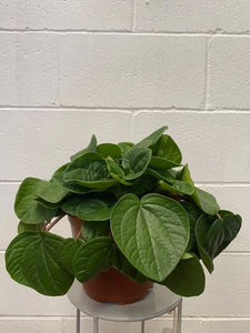 Peperomia Rana Verde