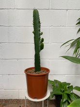 Load image into Gallery viewer, Euphorbia Eritrea 240mm
