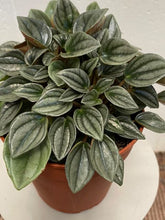 Load image into Gallery viewer, Peperomia Napoli Nights 120mm
