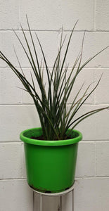 Hesperaloe Parviflora 270mm