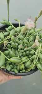 Senecio Jacobsenii 'trailing Jade'