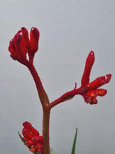 Load image into Gallery viewer, Kangaroo Paw &#39;red&#39; 140mm
