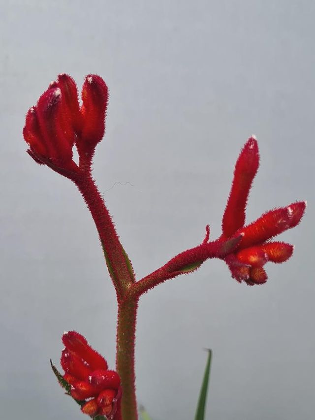 Kangaroo Paw 'red' 140mm