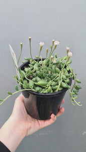 Senecio Jacobsenii 'trailing Jade'