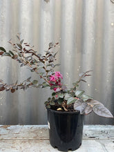 Load image into Gallery viewer, Loropetalum Chinensis

