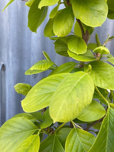 Magnolia Denudata 400mm