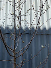 Load image into Gallery viewer, Pyrus Nivalis &#39;snow Pear 45l
