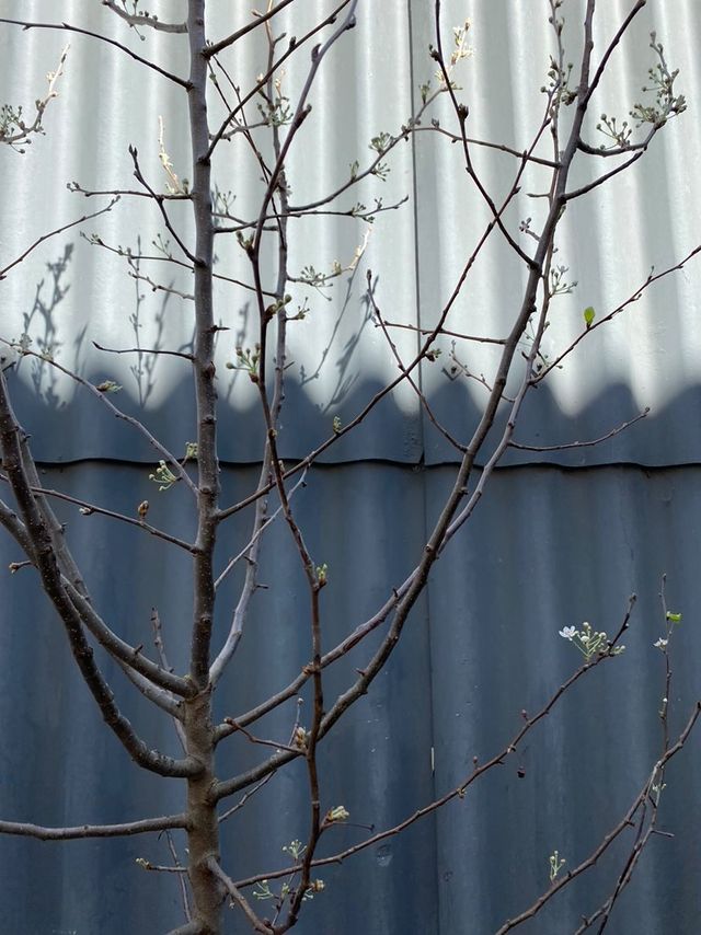 Pyrus Nivalis 'snow Pear 45l