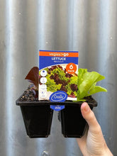 Load image into Gallery viewer, Lettuce 140mm

