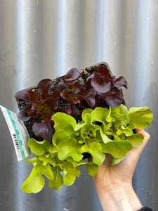 Lettuce 140mm