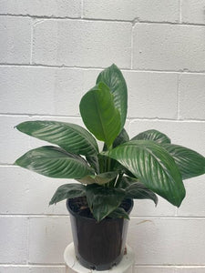Spathiphyllum 'sensation'