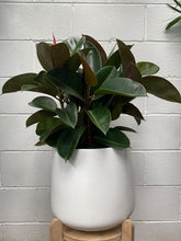 Load image into Gallery viewer, Ficus Elastica &#39;robusta&#39;
