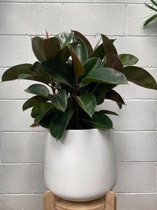 Ficus Elastica 'robusta'