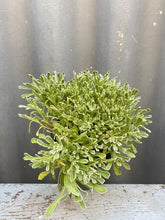 Load image into Gallery viewer, Chrysocephalum Apiculatum 150mm

