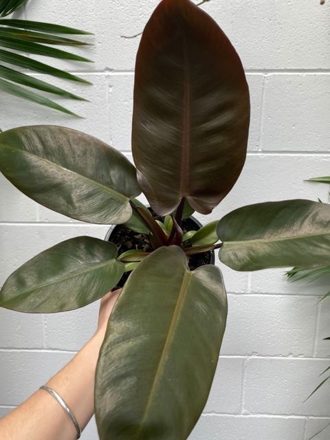 Philodendron Black Cardinal 180mm