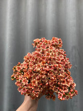Load image into Gallery viewer, Kalanchoe Blossfeldiana
