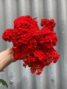 Kalanchoe Blossfeldiana