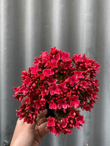 Kalanchoe Blossfeldiana