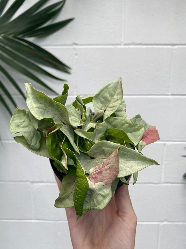 Syngonium 'confetti'