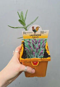 Lavender Dentata 'french'